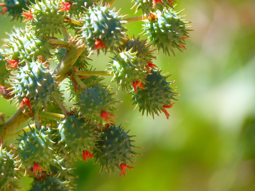 Healing with castor oil packs